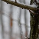 Seidenschaukel im Nebel