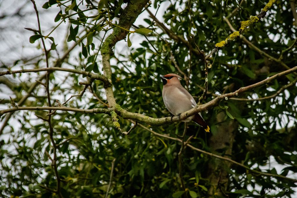 Seidenschwänzchen