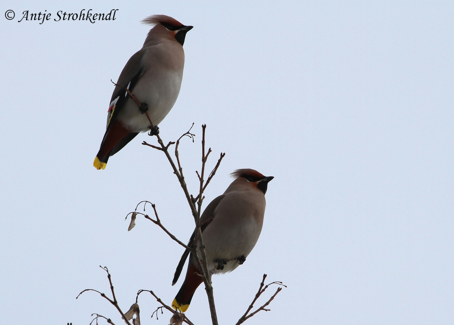 Seidenschwänze - Bombycilla garrulus