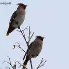 Seidenschwänze - Bombycilla garrulus