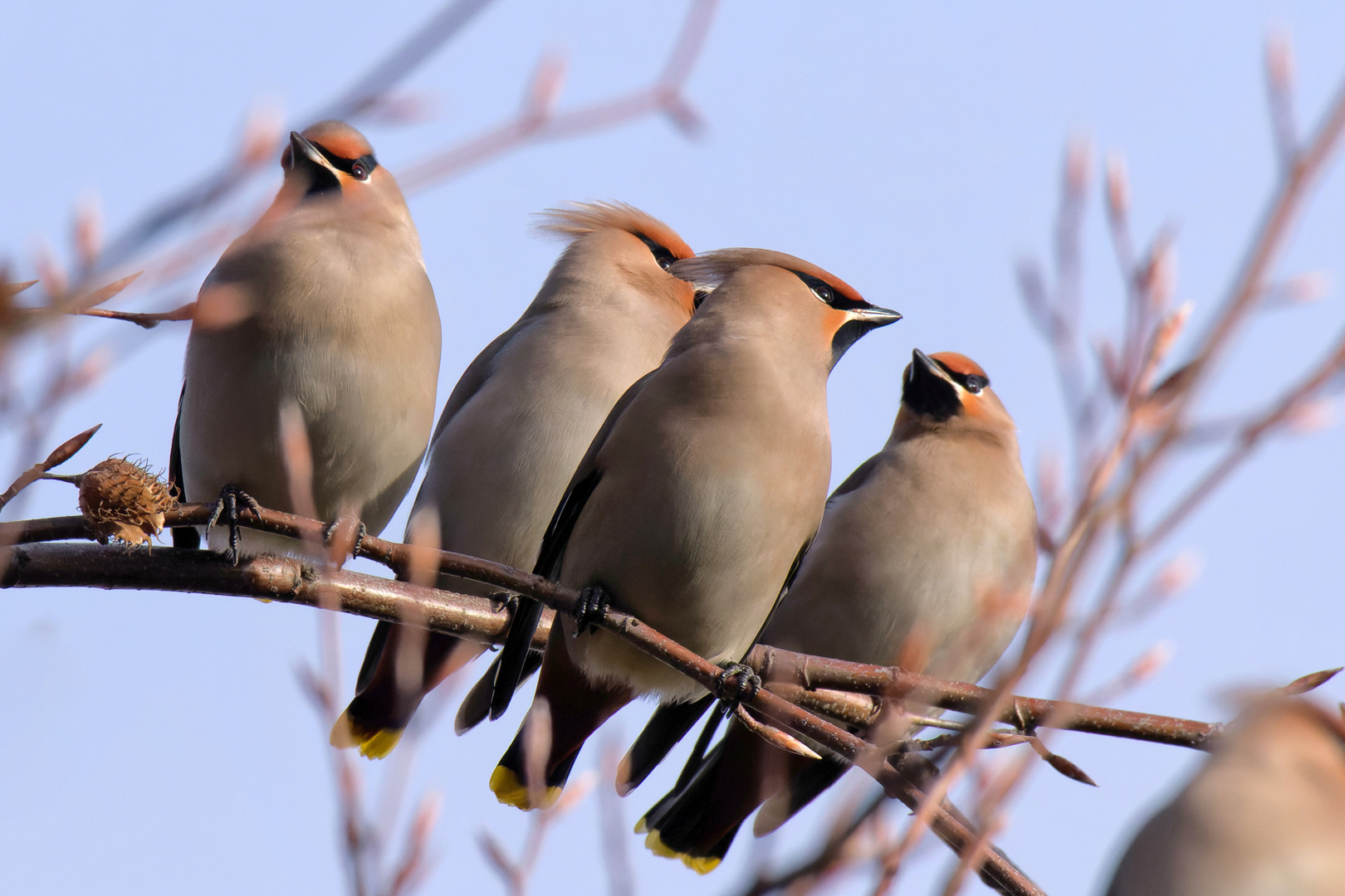 Seidenschwänze (Bombycilla garrulus)