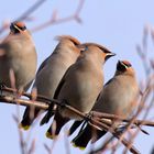 Seidenschwänze (Bombycilla garrulus)