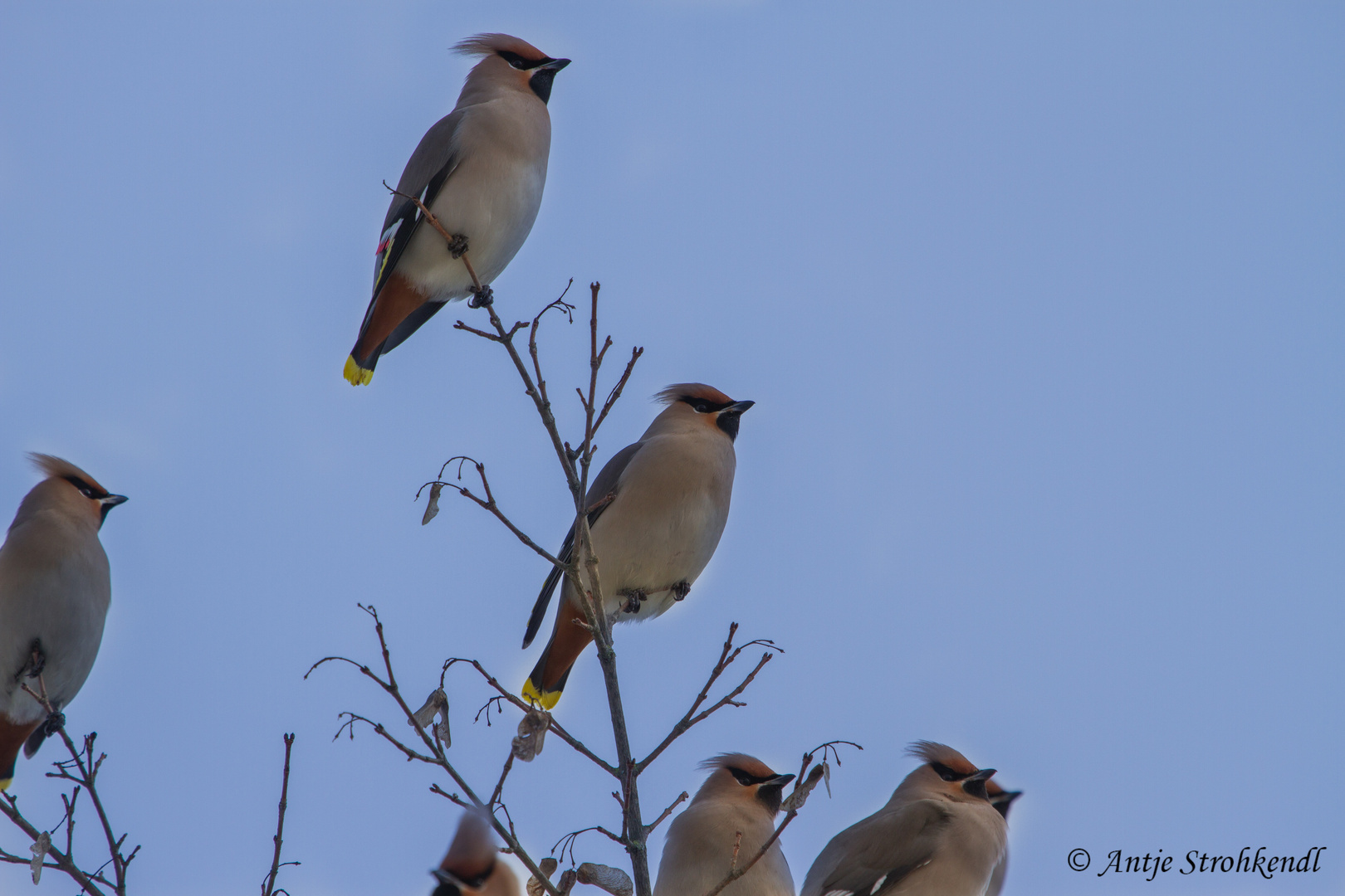 Seidenschwänze - Bombycilla garrulus -Bohemian Waxwing