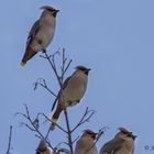 Seidenschwänze - Bombycilla garrulus -Bohemian Waxwing