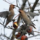 Seidenschwänze - Bombycilla garrulus -Bohemian Waxwing