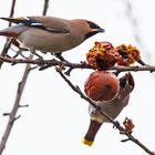 Seidenschwanz auf der Streuobstwiese