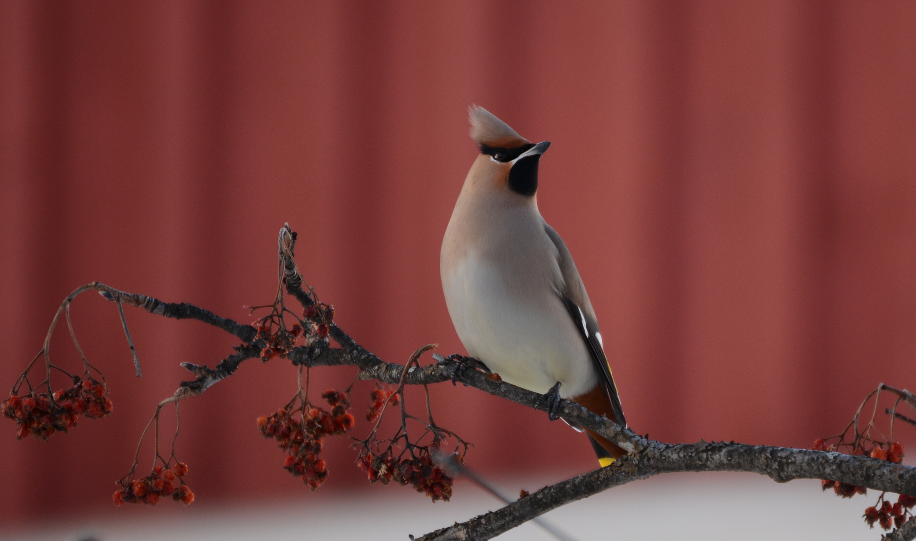 Seidenschwanz / Bohemian waxwing