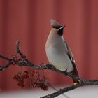 Seidenschwanz / Bohemian waxwing