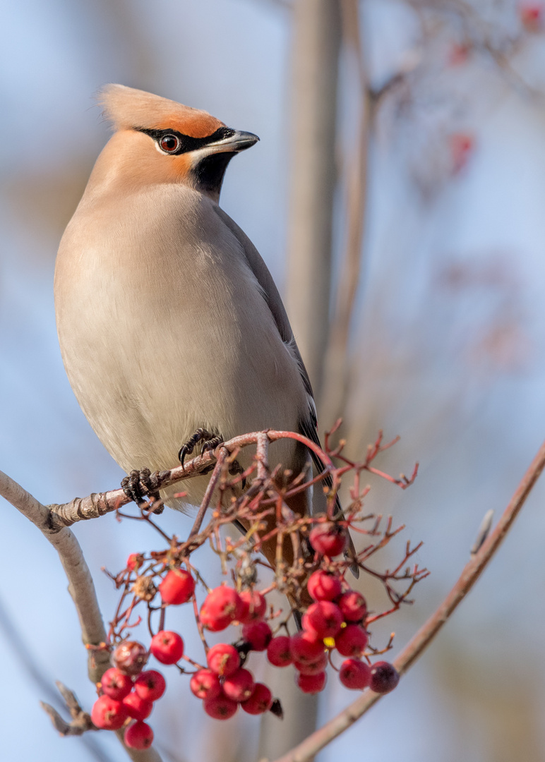 Seidenschwanz (Bombycilla garrulus)