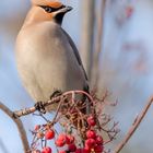 Seidenschwanz (Bombycilla garrulus)