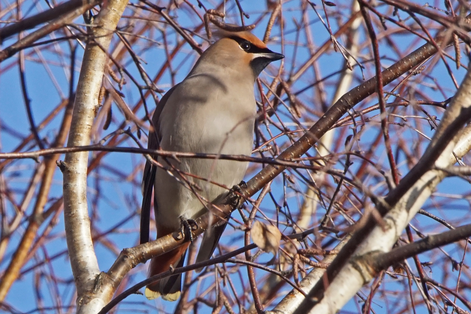 Seidenschwanz (Bombycilla garrulus)