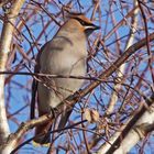 Seidenschwanz (Bombycilla garrulus)