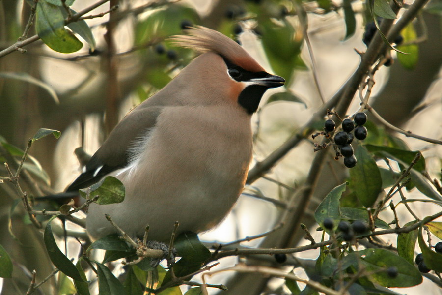 Seidenschwanz ( Bombycilla garrulus )