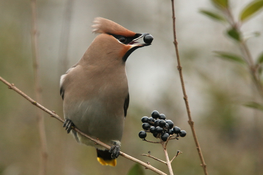 Seidenschwanz (Bombycilla garrulus)