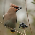 Seidenschwanz (Bombycilla garrulus)