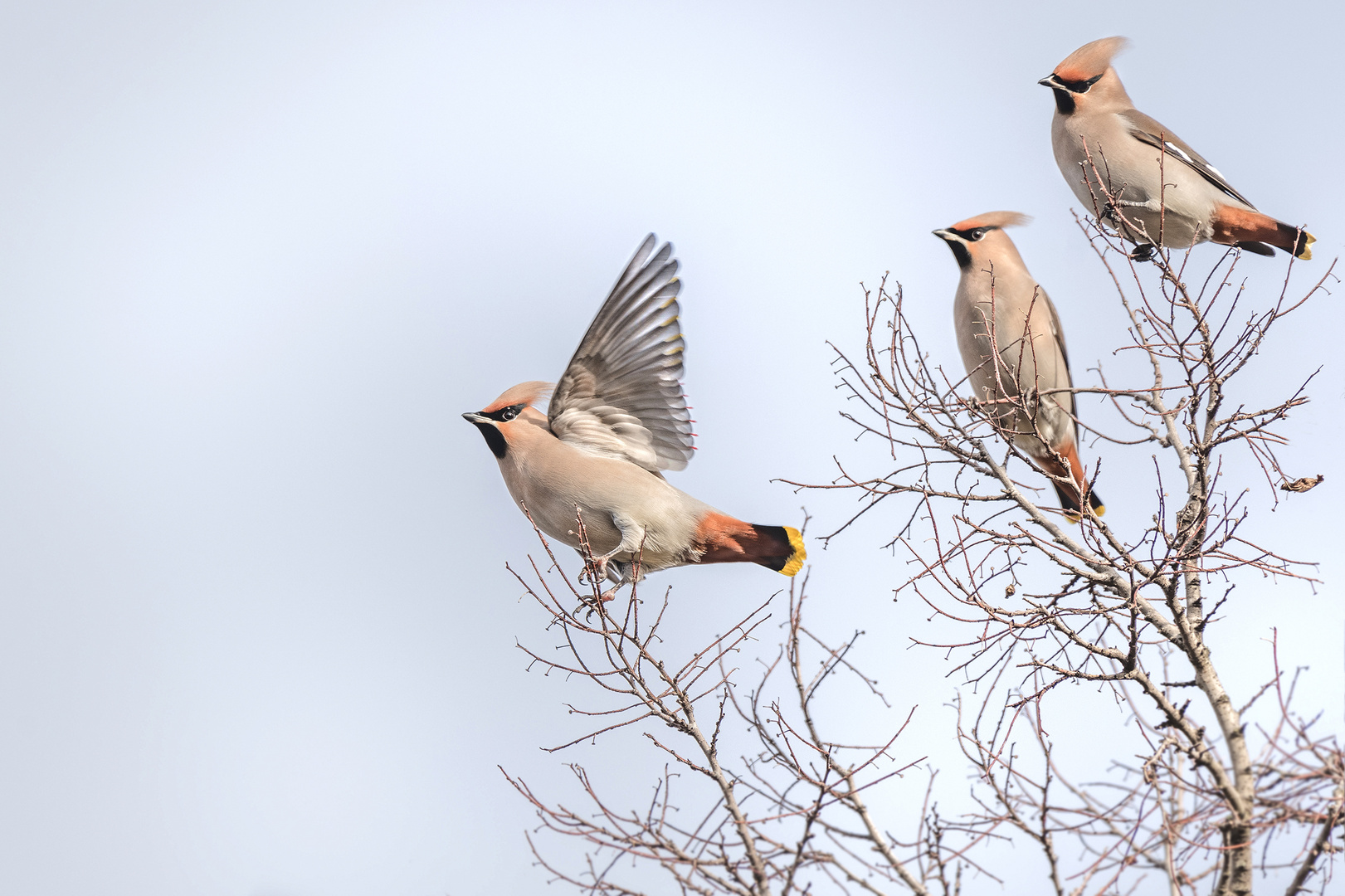 Seidenschwanz (Bombycilla garrulus)