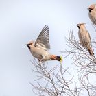 Seidenschwanz (Bombycilla garrulus)