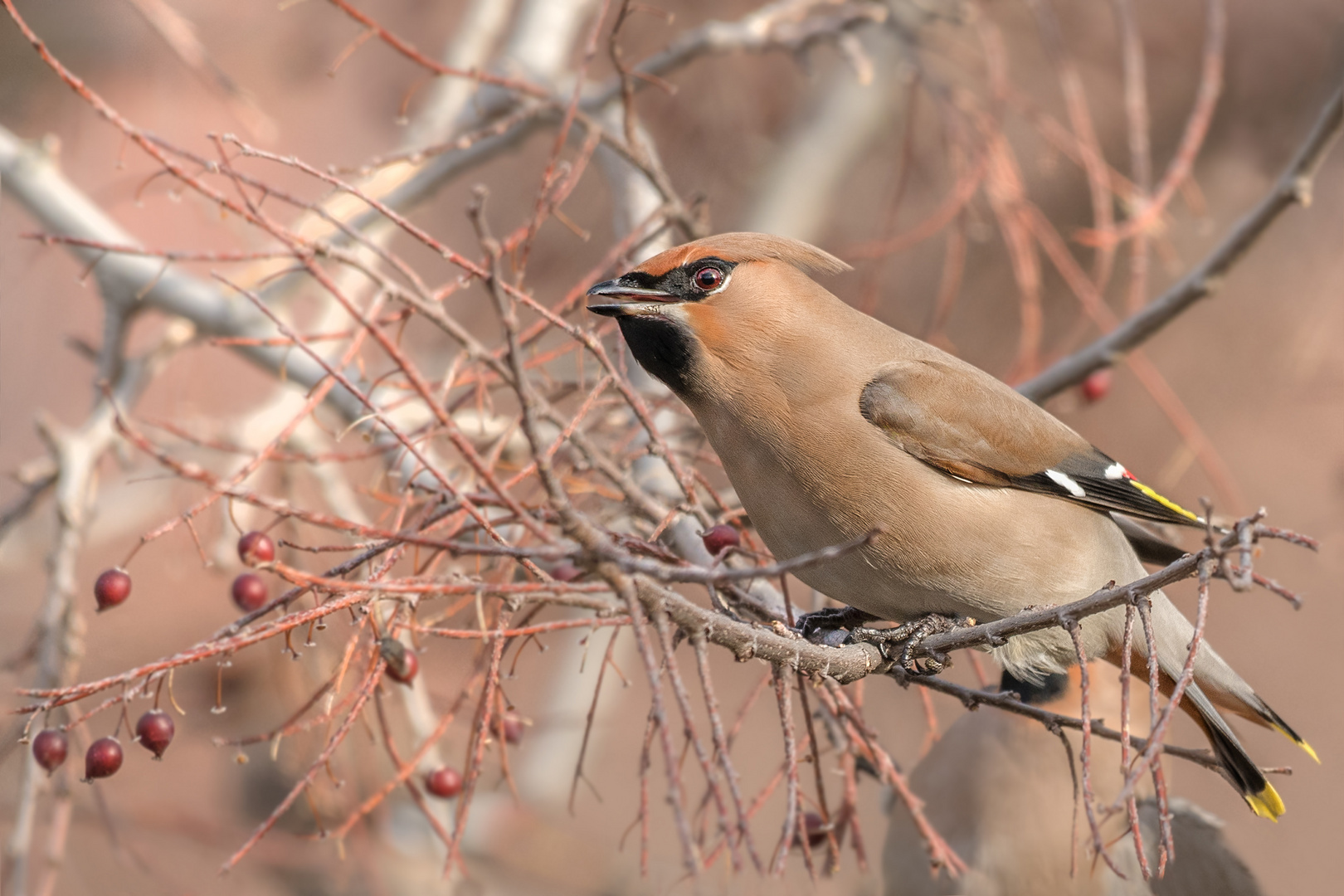 Seidenschwanz (Bombycilla garrulus)