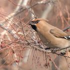 Seidenschwanz (Bombycilla garrulus)