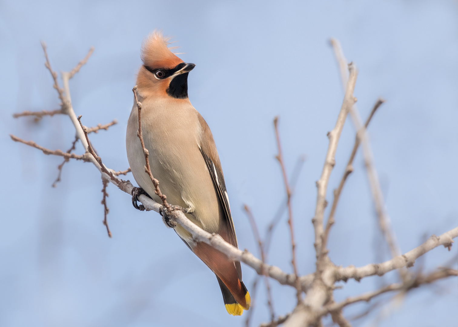 Seidenschwanz (Bombycilla garrulus)