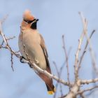 Seidenschwanz (Bombycilla garrulus)