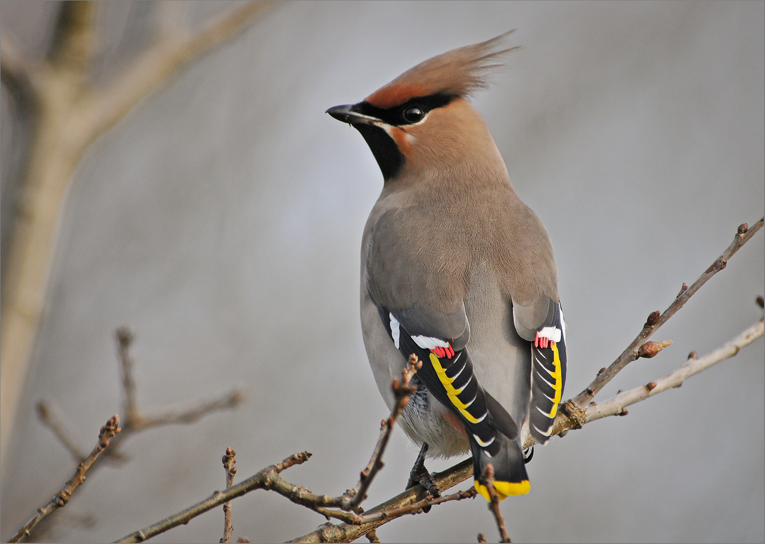 Seidenschwanz  -  Bombycilla garrulus