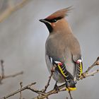 Seidenschwanz  -  Bombycilla garrulus