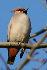 Seidenschwanz (Bombycilla garrulus)