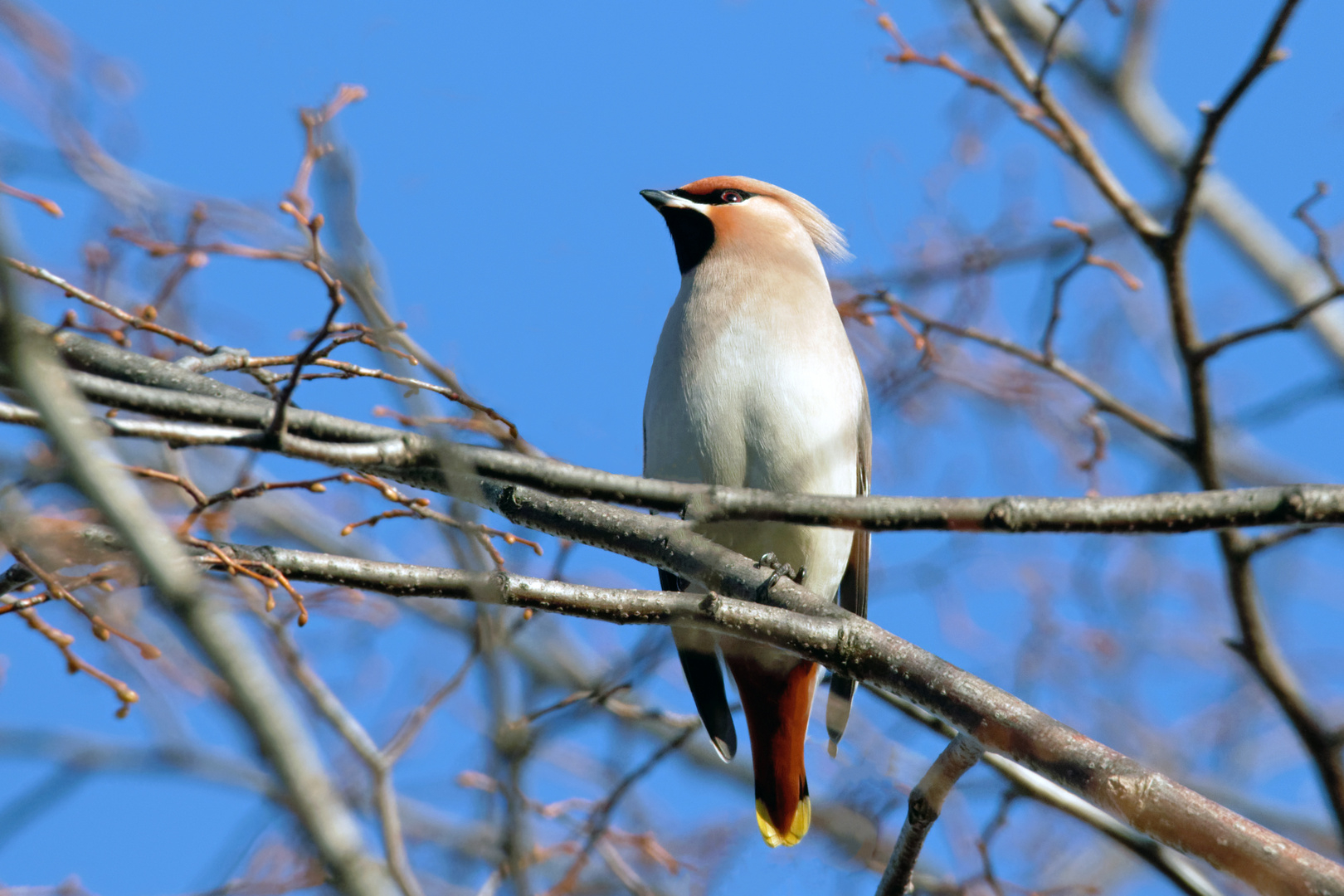 Seidenschwanz - Bombycilla garrulus 