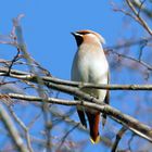 Seidenschwanz - Bombycilla garrulus 