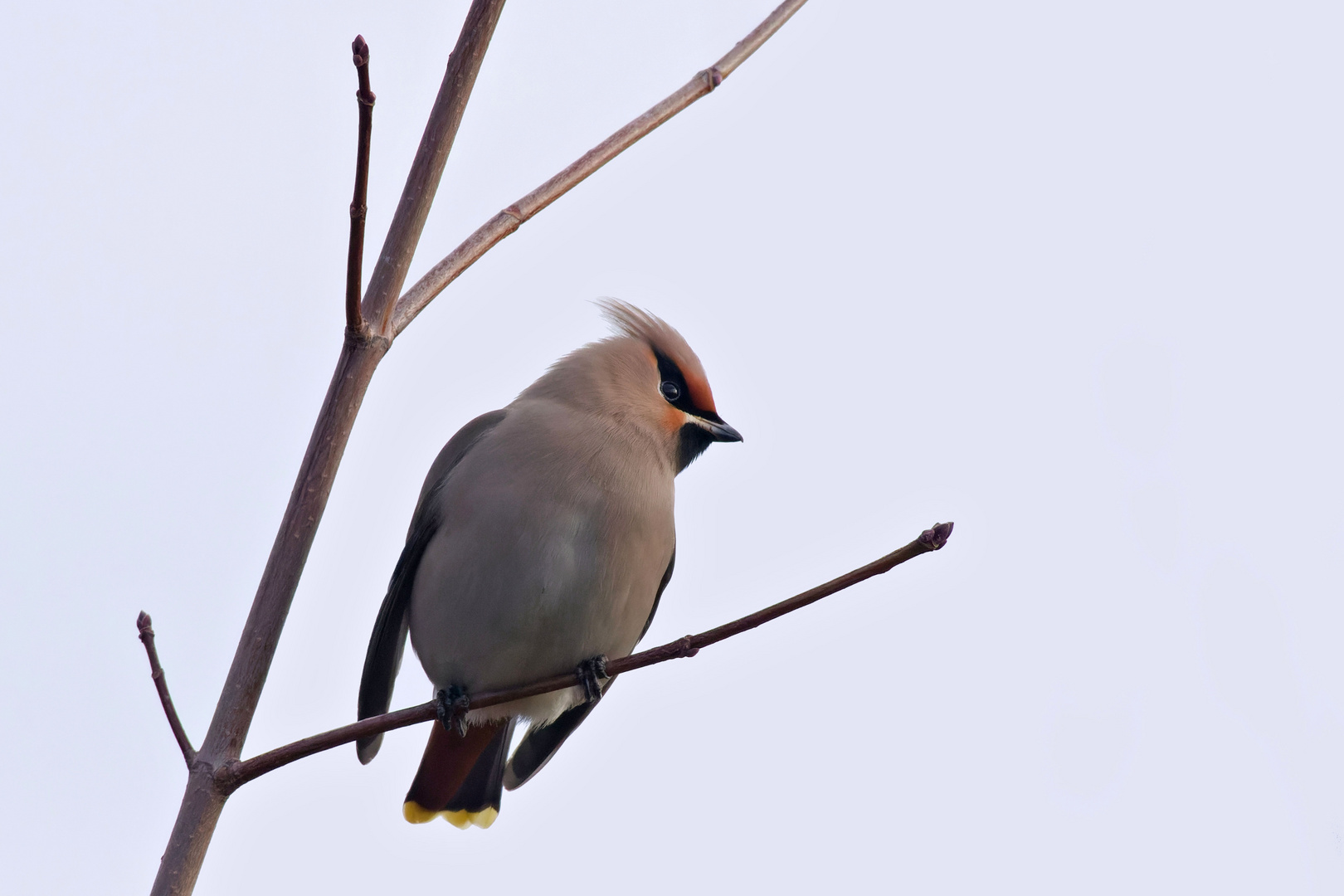 Seidenschwanz (Bombycilla garrulus)