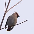 Seidenschwanz (Bombycilla garrulus)