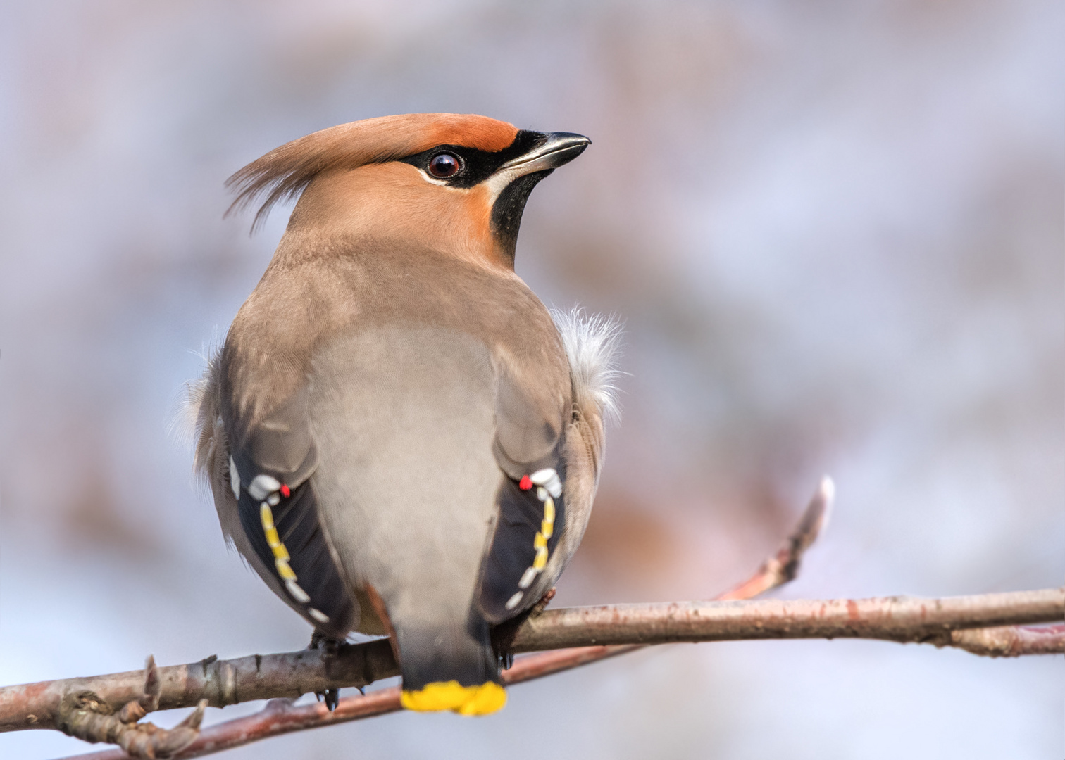 Seidenschwanz (Bombycilla garrulus)