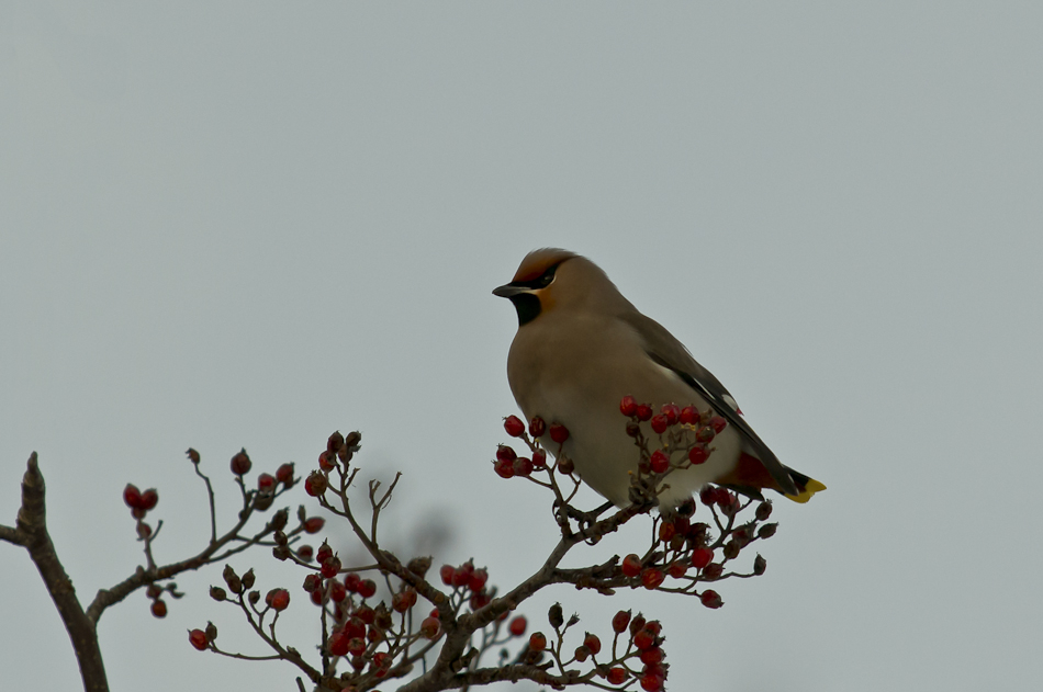 Seidenschwanz (Bombycilla garrulus)