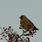 Seidenschwanz (Bombycilla garrulus)