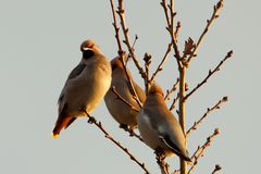 Seidenschwanz (Bombycilla garrulus)