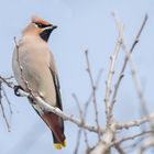 Seidenschwanz (Bombycilla garrulus)