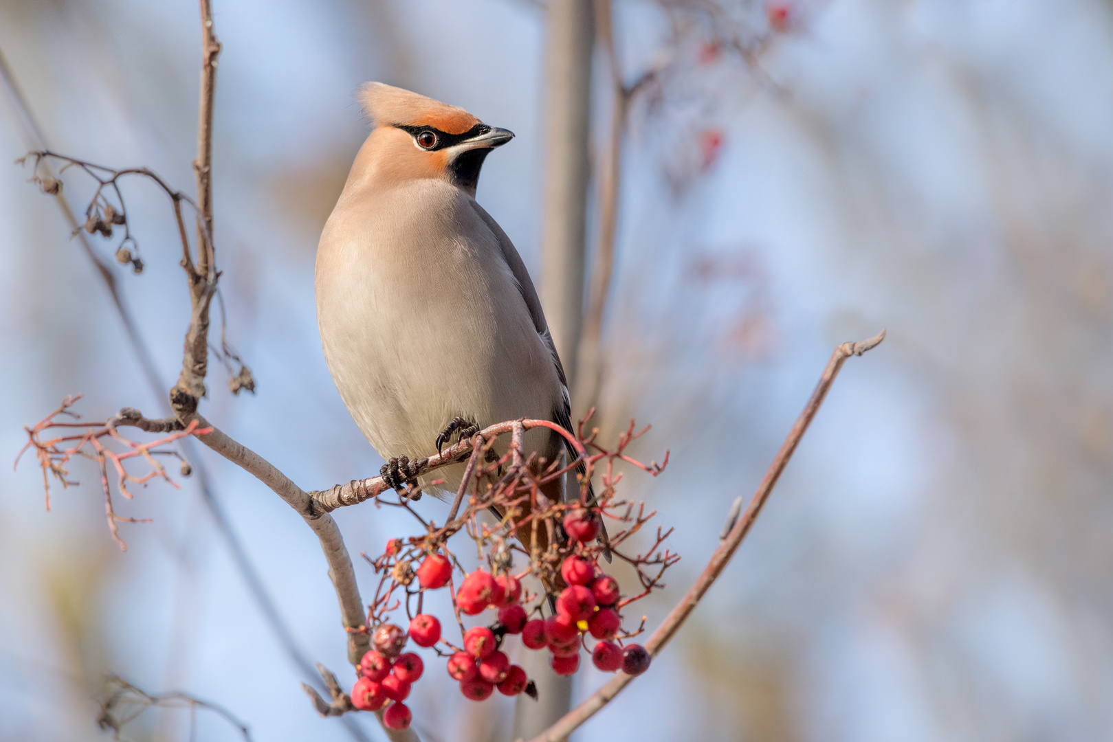 Seidenschwanz (Bombycilla garrulus)