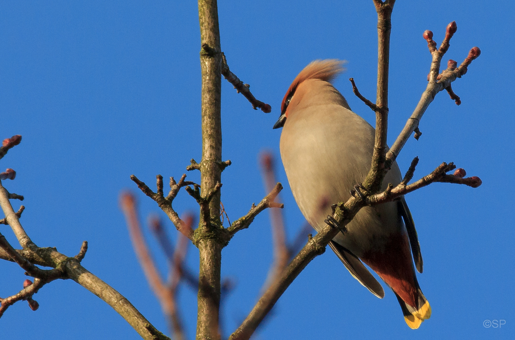 Seidenschwanz (Bombycilla garrulus)