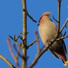 Seidenschwanz (Bombycilla garrulus)