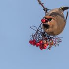 Seidenschwanz (Bombycilla garrulus)