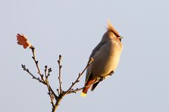 Seidenschwanz (Bombycilla garrulus)