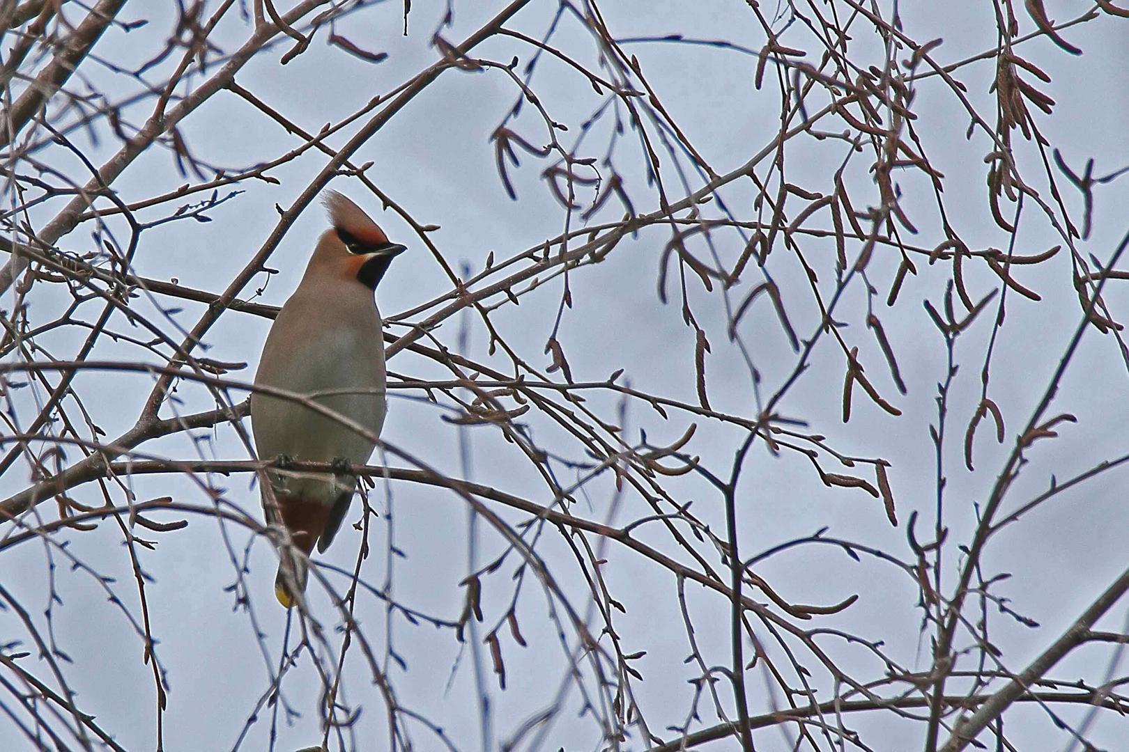 Seidenschwanz (Bombycilla garrulus) - Doku