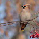 Seidenschwanz (Bombycilla garrulus)