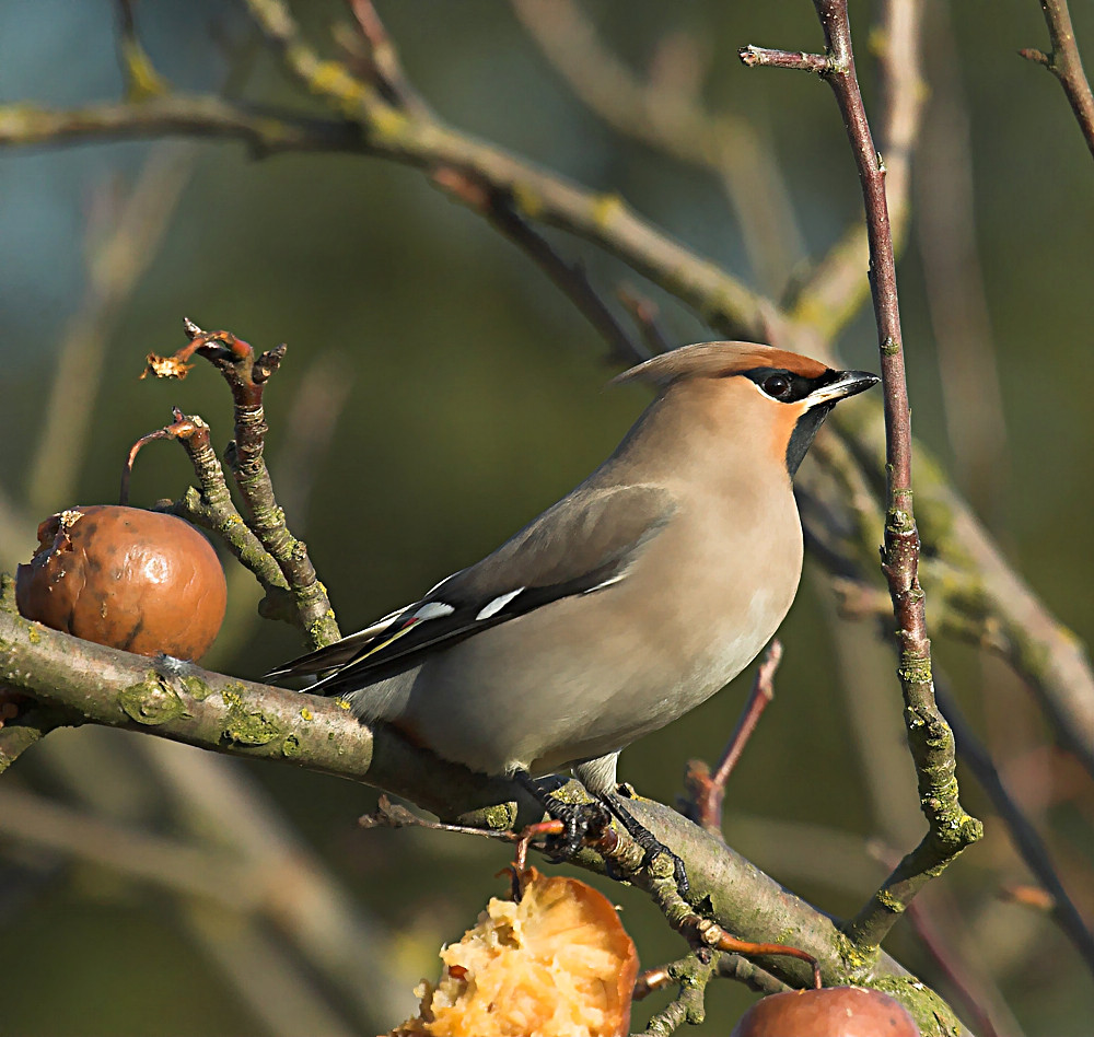 Seidenschwanz (Bombycilla garrulus)