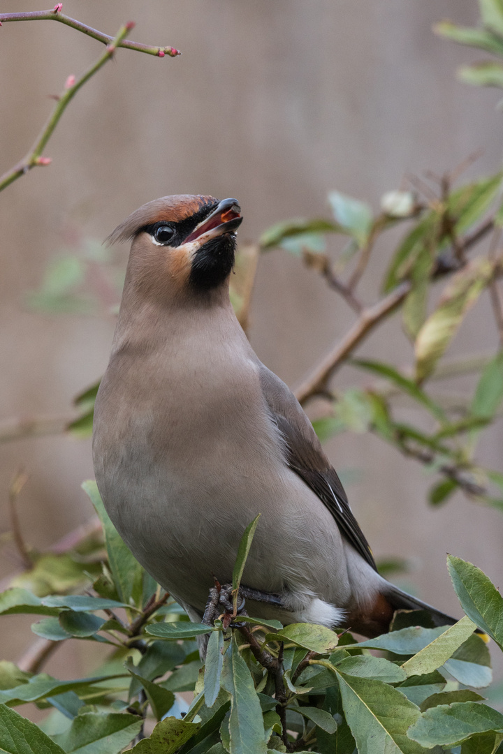 Seidenschwanz (Bombycilla garrulus) Hamburg, Deutschland