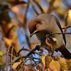 Seidenschwanz (Bombycilla garrulus) mit schicker Frisur!