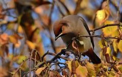 Seidenschwanz (Bombycilla garrulus) mit schicker Frisur!