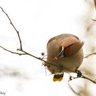 Seidenschwanz (Bombycilla garrulus) VI.