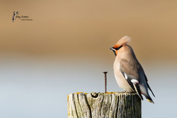Seidenschwanz // Öland